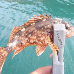 橘湾でのカヤックRIDE ON!!